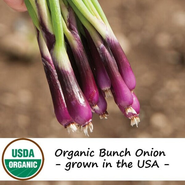 50 Organic Purple Bunching Onion Vegetable Seeds