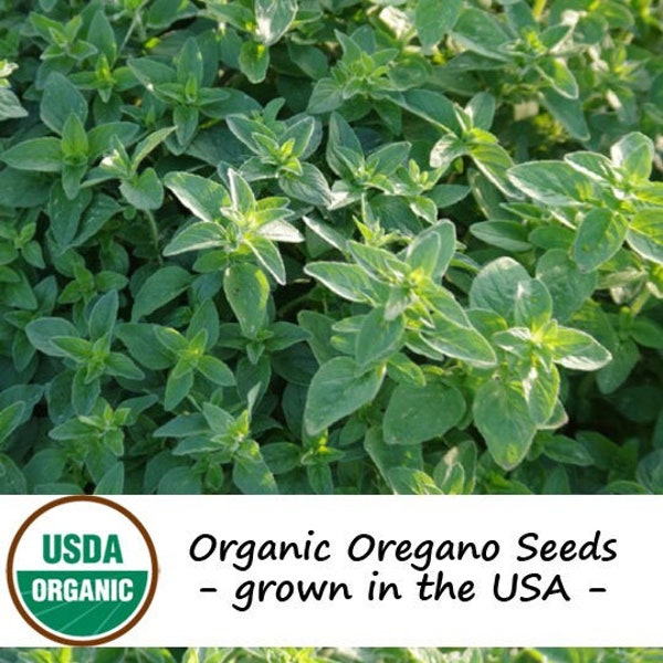 250 Organic Italian Oregano Vegetable Seeds