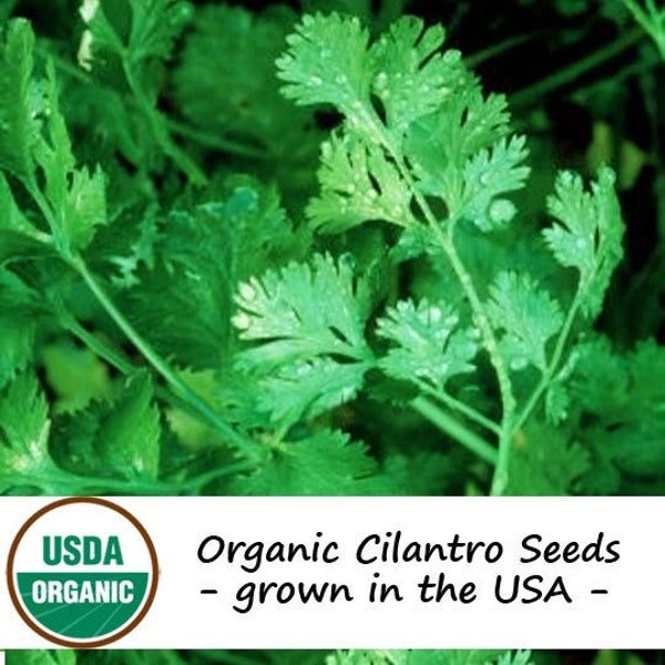 200 Organic Cilantro Herb Seeds