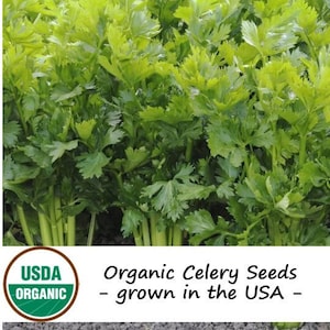 500 Organic Utah Celery Vegetable Seeds