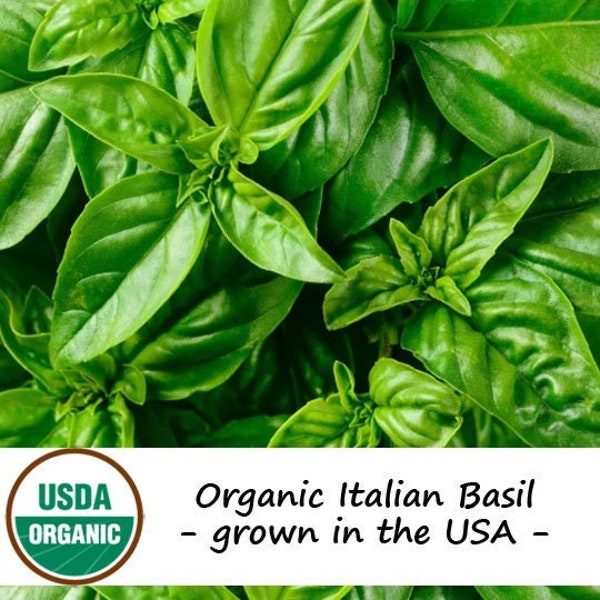 200 Organic Italian Basil Herb Seeds