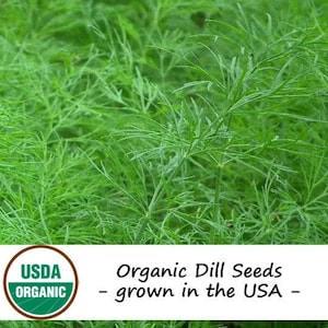 200 Organic Bouquet Dill Herb Seeds