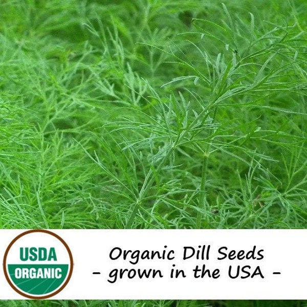 200 Organic Bouquet Dill Herb Seeds