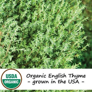 200 Organic English Thyme Herb Seeds