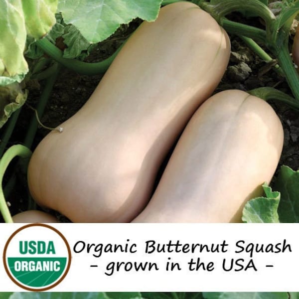 20 Organic Waltham Butternut Winter Squash Seeds