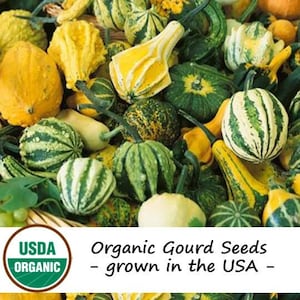 10 Organic Small Mixed Gourd Vegetable Seeds