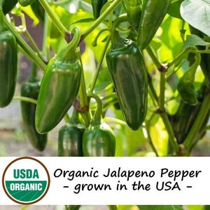 25 Organic Jalapeno Hot Pepper Vegetable Seeds