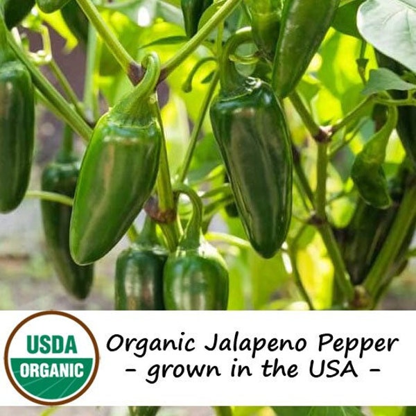 25 Organic Jalapeno Hot Pepper Vegetable Seeds