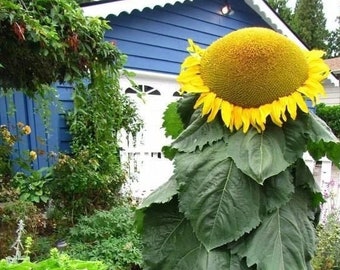 20 Mongolian Giant Sunflower Seeds