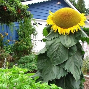 20 Mongolian Giant Sunflower Seeds