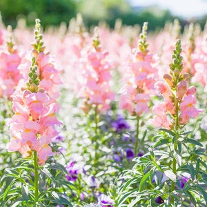 100 Rocket Pink Snapdragon Flower Seeds