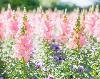 100 Rocket Pink Snapdragon Flower Seeds