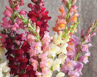 100 Rocket Mixed Color Snapdragon Flower Seeds