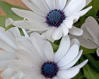 20 Sky and Ice Cape Daisy Flower Seeds