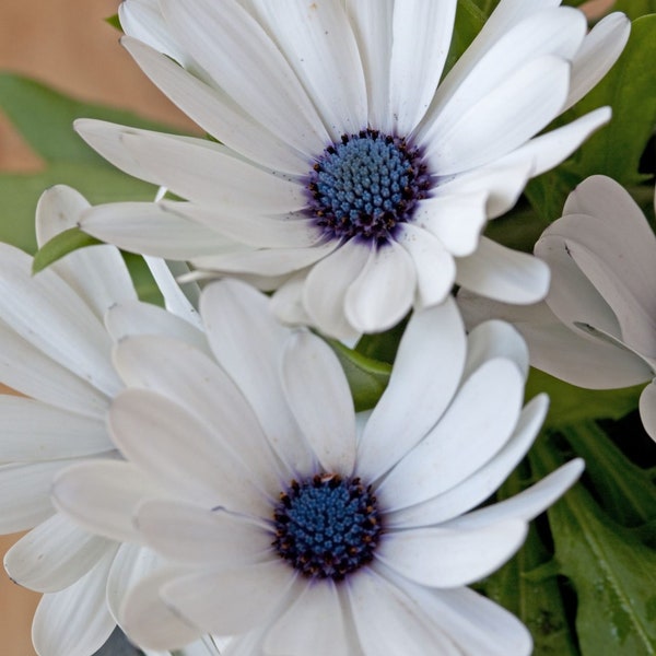 20 Sky and Ice Cape Daisy Flower Seeds