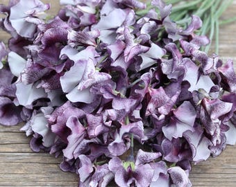 20 Nimbus Sweet Pea Flower Seeds