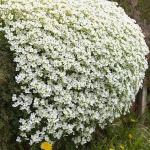 250 White Rockcress Flower Seeds