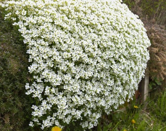 250 White Rockcress Flower Seeds