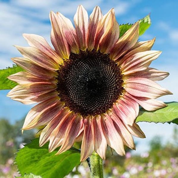 25 Procut Plum Sunflower Seeds