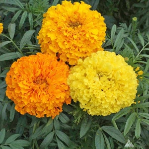 300 African Marigold Flower Seeds