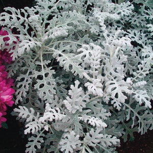 100 Dusty Miller Silverado Flower Seeds