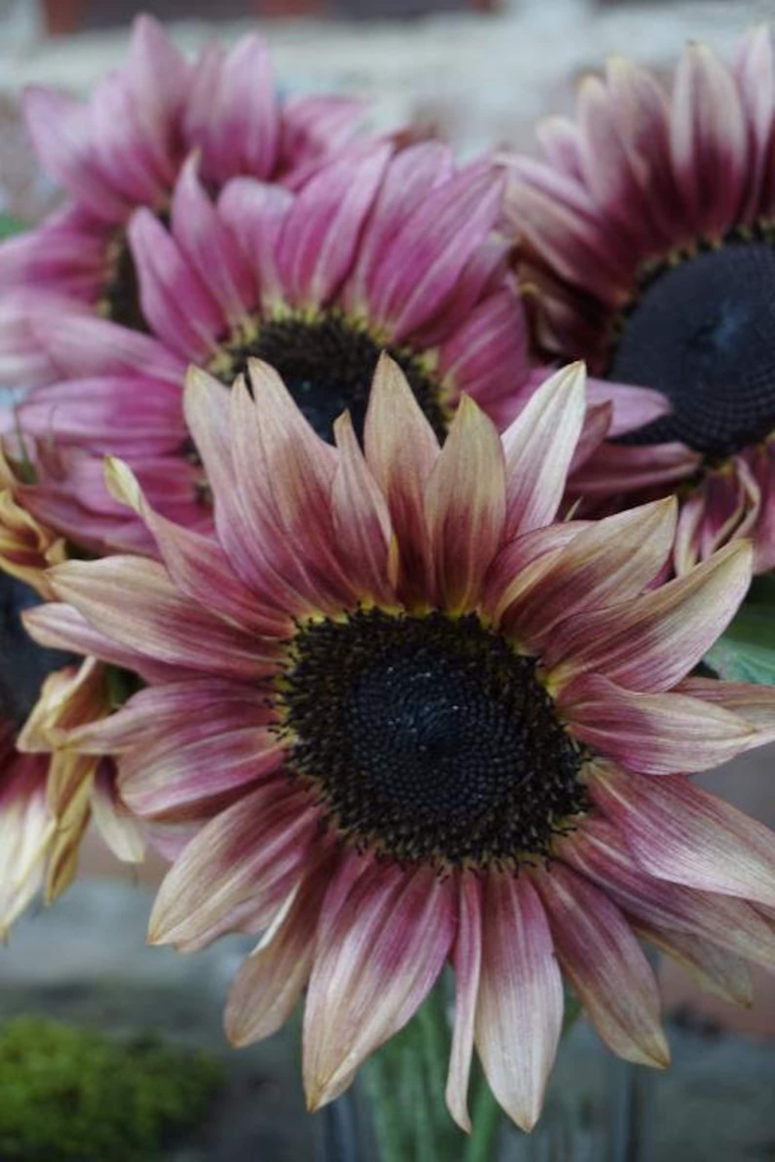pink sunflower seeds