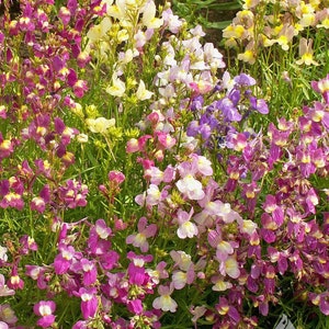 2000 Spurred Snapdragon Flower Seeds