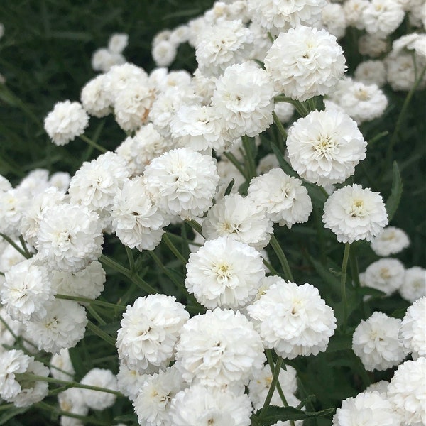 100 graines de fleur d’achillée millefeuille blanche