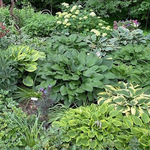 10 Hosta Mixed Variety Seeds