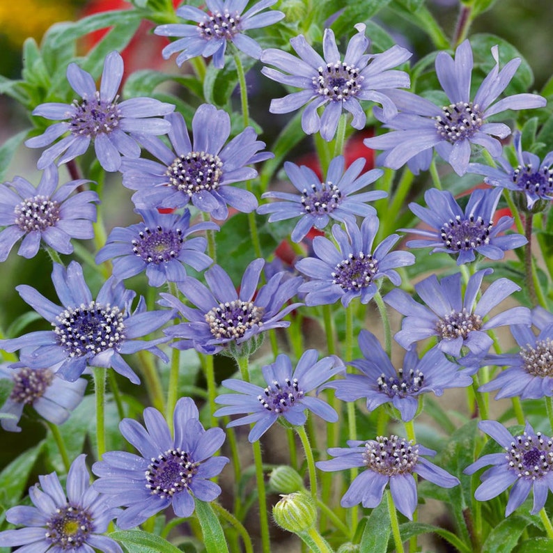 New Hill Farms Felicia Daisy Flower Seeds - Thumbnail 2