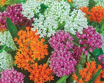 50 Asclepias Mixed Color Flower Seeds