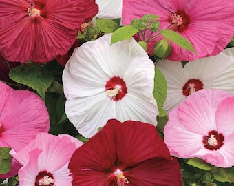 20 Luna Mixed Color Hibiscus Flowering Shrub Seeds