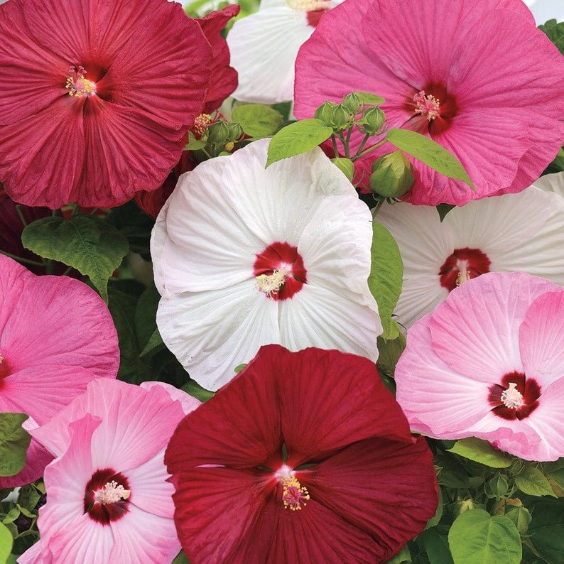 20 Luna Mixed Color Hibiscus Flowering Shrub Seeds For Etsy