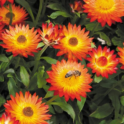 100 Peach Apricot Strawflower Flower Seeds Etsy