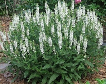 May include: A large bush of white flowering sage. The flowers are in long, slender spikes and are arranged in a dense cluster.