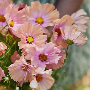 25 Apricot Cosmos Flower Seeds