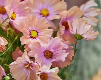 May include: A bouquet of pink and peach cosmos flowers with yellow centers. The flowers have delicate petals and are arranged in a cluster.
