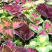 see more listings in the Ornamental/Ground Cover section