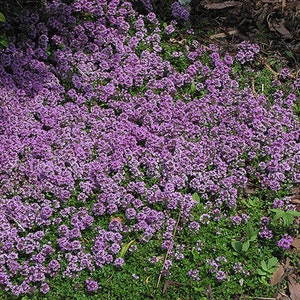 1000 Purple Creeping Thyme Flower Seeds image 2