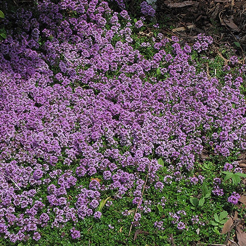 1000 Purple Creeping Thyme Flower Seeds image 2