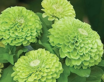 200 Giant Envy Green Zinnia Flower Seeds