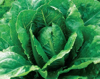 Op de afbeelding: Een close-up van een krop romaine sla met donkergroene bladeren. De sla is vers en knapperig, met een licht puntige kop.