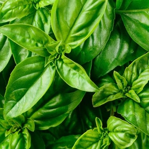 May include: Close-up of a bunch of fresh green basil leaves.