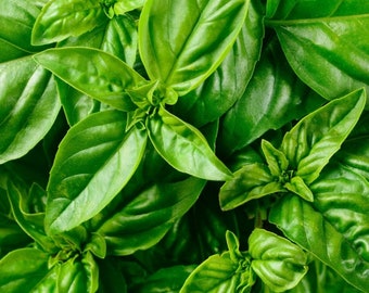 200 Organic Italian Basil Herb Seeds