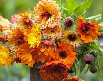 May include: A bouquet of orange and yellow calendula flowers with green stems and leaves.