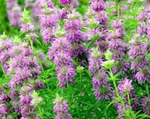 500 Lemon Mint Bee Balm Monarda Flower Seeds