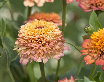 50 Peach Crested Zinnia Flower Seeds