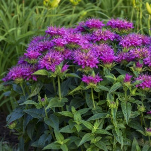 50 Purple Bee Balm Flower Seeds
