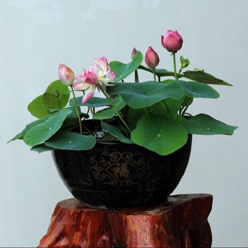 Bonsai Red Water Lily Kit / Red Lotus Flower Seeds Etsy