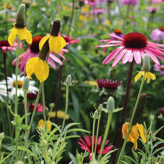 1000 Perennial Flower Seed Mix
